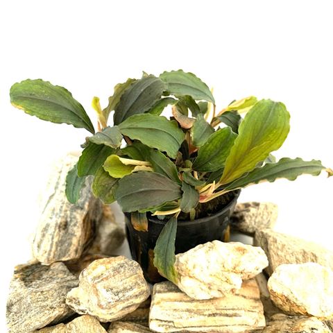 Bucephelandra theia red in pot